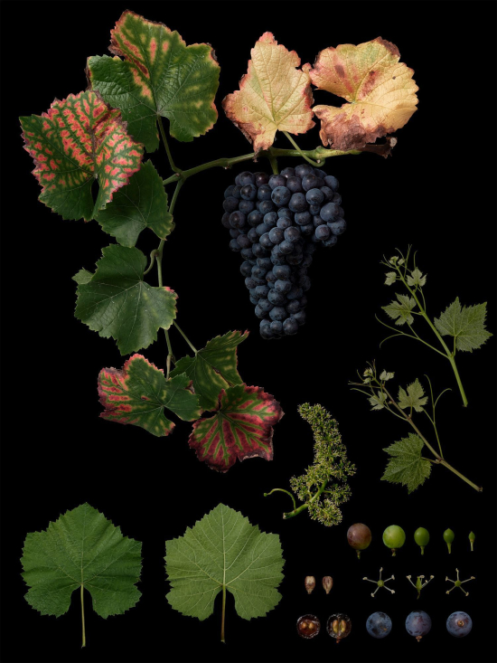 Fruit7