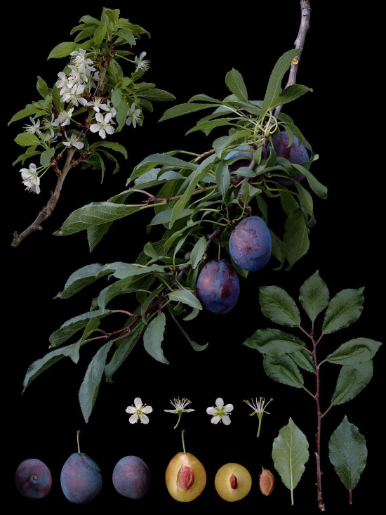Fruit9