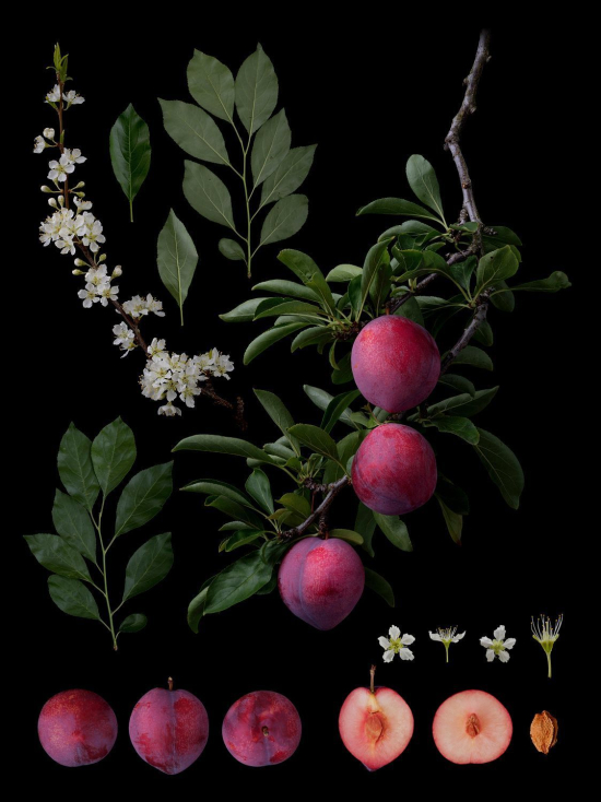 Fruit10