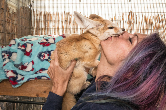 Sage+Sohier+-©-+Peaceable+Kingdom+-+Alyson+with+Dobby +a+fennec+fox +Animal+Tracks +Agua+Dulce +CA +2019