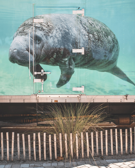 Flood-zone-manatee-rescue