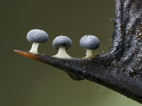 CUPOTY-Fungi-3rd-Andy-Sands-Slime-Mould-Didymium-squamulosum-on-Holly-Leaf