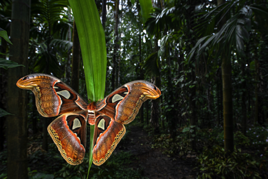 CUPOTY-Butterflies-2nd-Uday-Hegde-Atlas-Moth