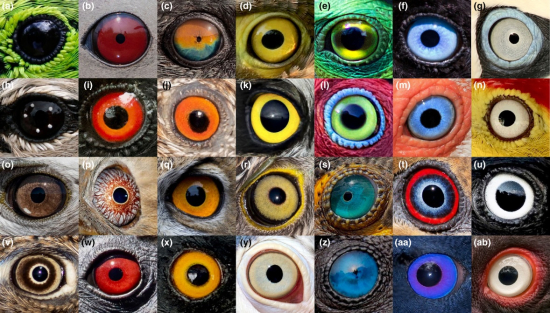 Birdseyes