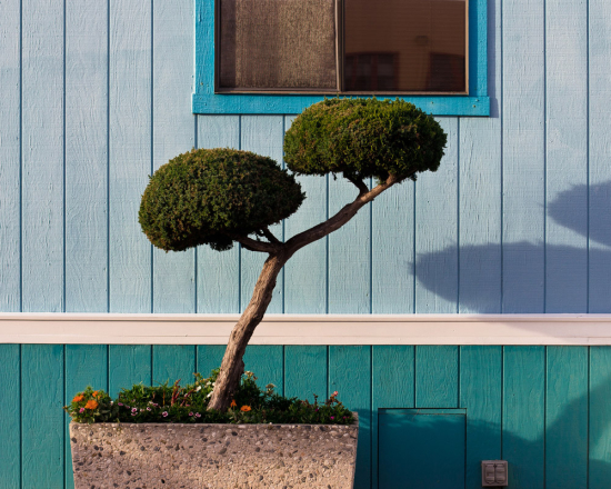 California-topiaries-marc-alcock-09