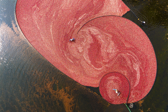 Drone-cranberry-harvest_brad-weiner