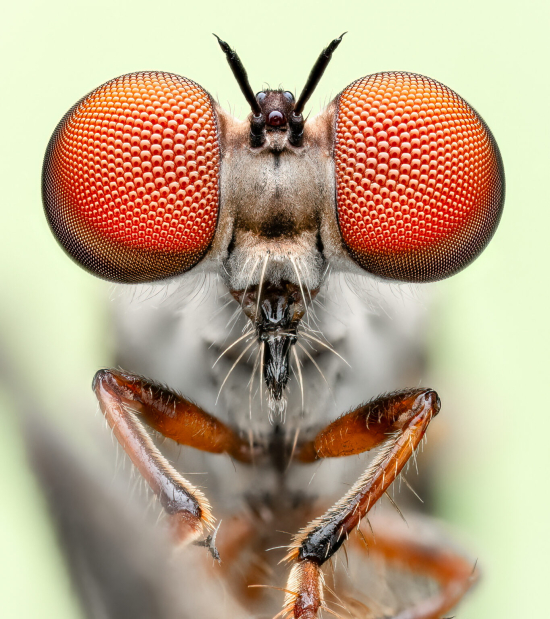 Detailed-Gnat-Ogre-Ben-Salb-1365x1536