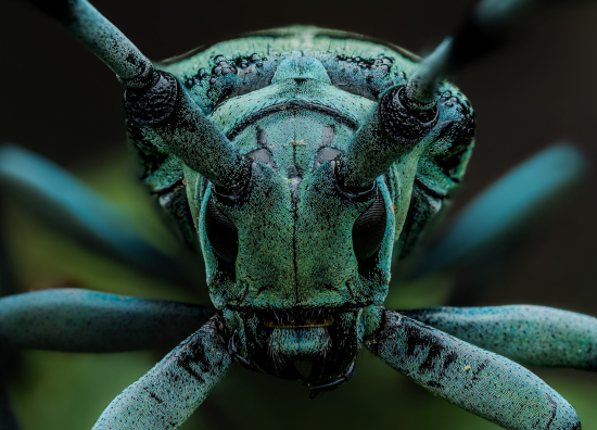 Electric-Blue-Longhorn-scaled