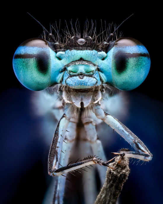 Smiling-Damselfly-Benjamin-Salb-scaled